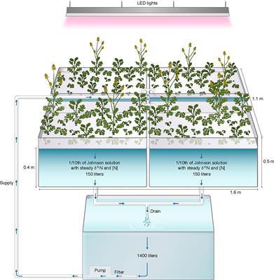 Nitrogen isotope discrimination in open-pollinated and hybrid canola suggests indirect selection for enhanced ammonium utilization